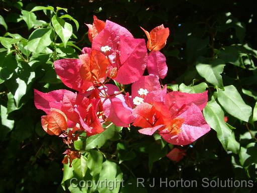 Bougainvillea_ Red2 